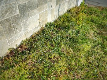 Plants growing in garden