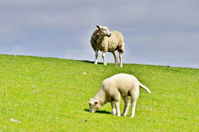 Sheep grazing in a field