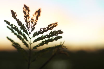 Close-up of plant against sky at sunset