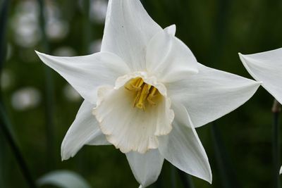 Close-up of white rose flower