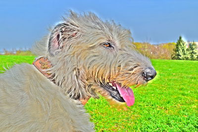 Close-up of dog on field against sky