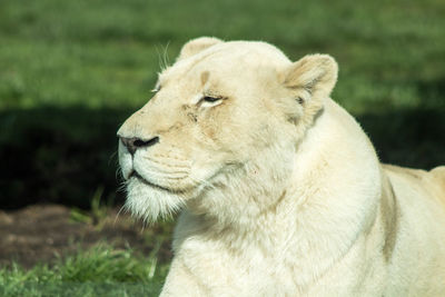 Close-up of lion