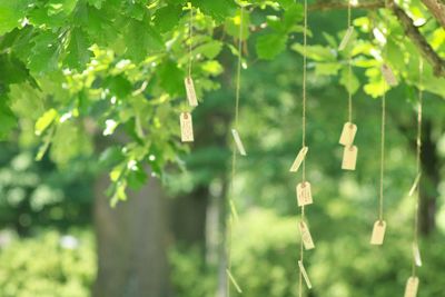 Close-up of bamboo hanging on tree