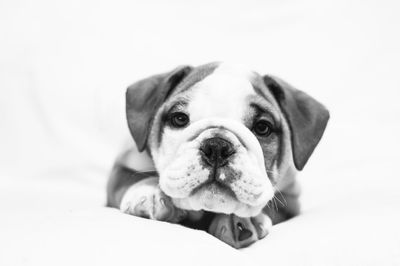 Portrait of dog over white background