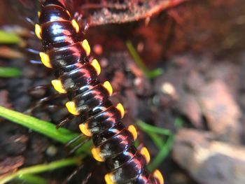 Close-up of caterpillar on plant