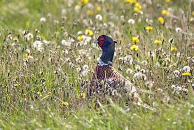 View of a bird on field