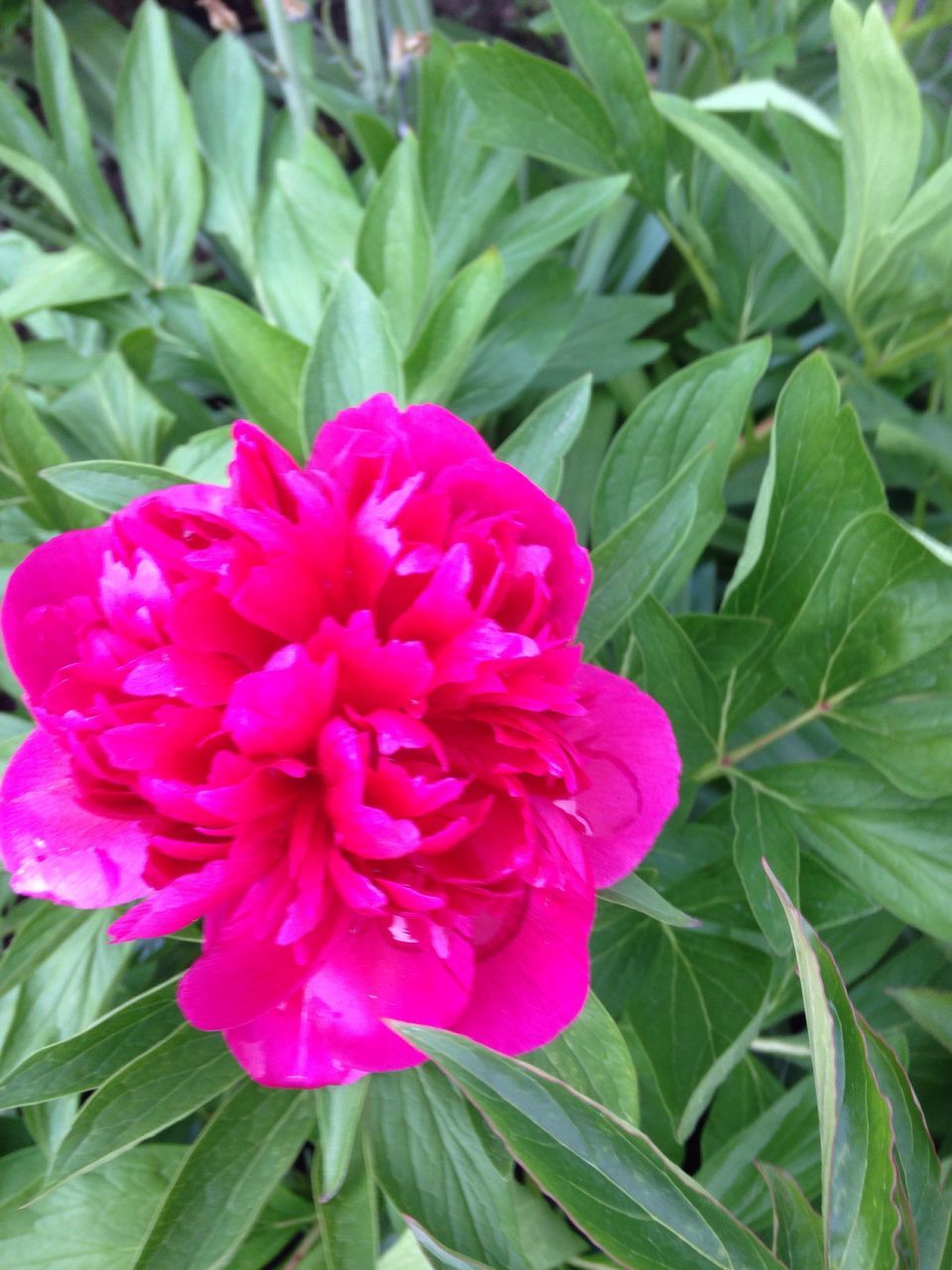 flower, freshness, petal, fragility, growth, flower head, beauty in nature, leaf, plant, blooming, close-up, pink color, nature, green color, high angle view, focus on foreground, in bloom, park - man made space, outdoors, day