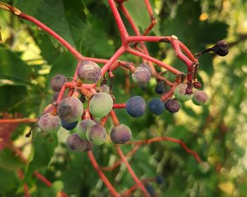 Close-up of berries growing on tree