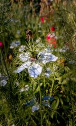 Close-up of insect on flower blooming in field