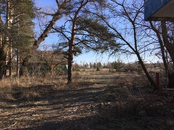 Bare trees on field against sky