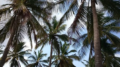 Low angle view of palm trees against sky