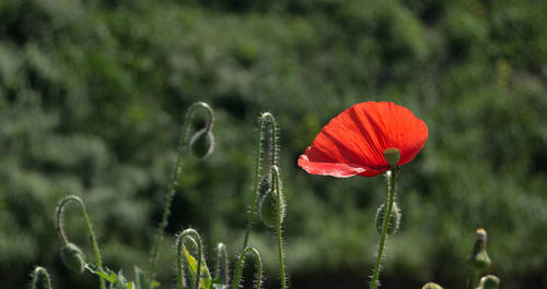 Close-up of red poppy flower