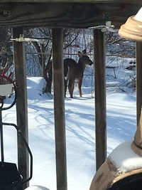 Horse in winter