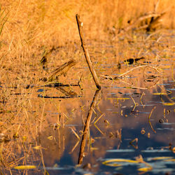 Close-up of dry plants on field by lake