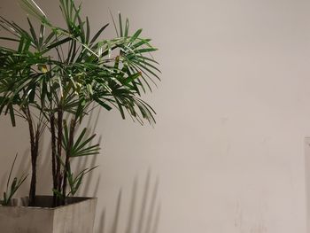 Close-up of potted plant against wall