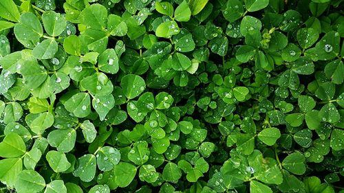 Full frame shot of wet clovers