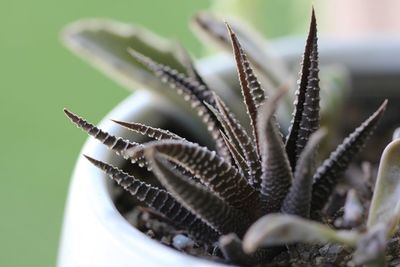 Close-up of succulent plant