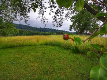 Scenic view of grassy field against sky