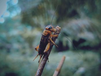 Close-up of insect