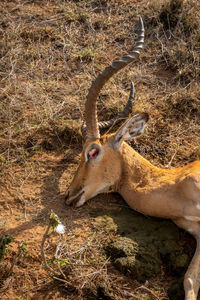 Close-up of head of dead common impala