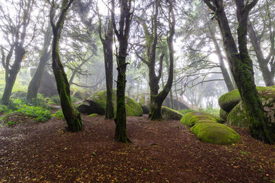 Trees in forest