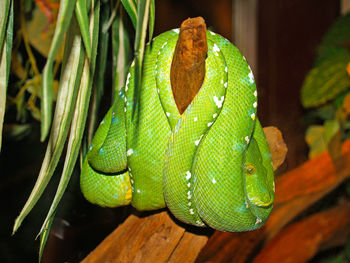 Close-up of snake on branch