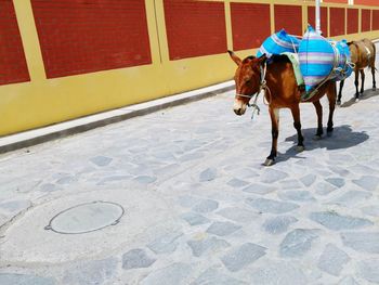 Woman horse with horses