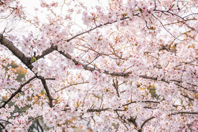 Low angle view of sakura trees