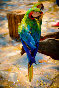 Close-up of parrot perching on branch