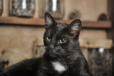 Close-up portrait of black cat at home