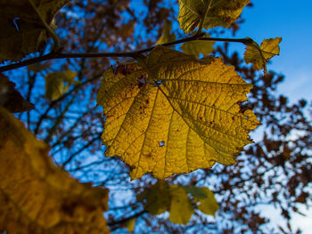 Low angle view of autumn tree against sky