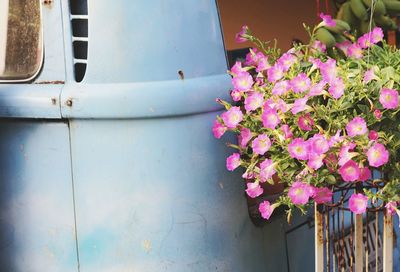 Close-up of pink flower pot