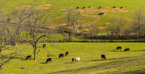 View of sheep grazing in field