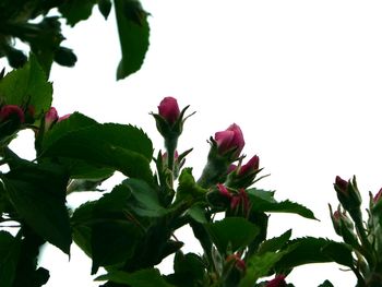 Low angle view of flowers against clear sky