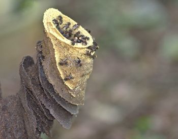 Close-up of a lizard