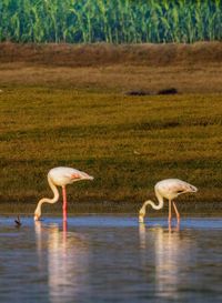 Side view of two birds in lake
