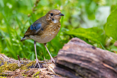 Close-up of bird perching on wood