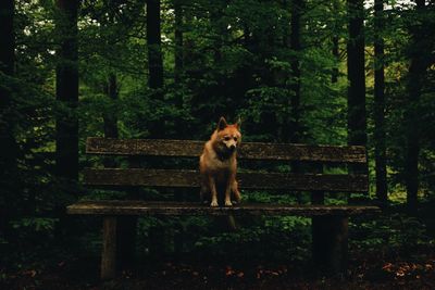 Portrait of dog in forest