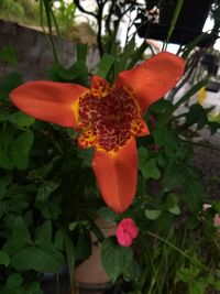 Close-up of orange flowers blooming outdoors