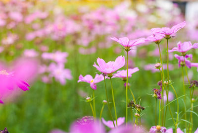 Close-up of pink flowering plants on field