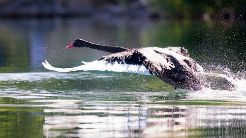Close-up of bird splashing water in lake