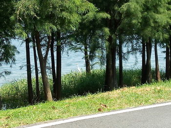 View of trees on landscape