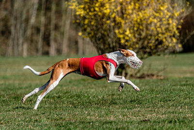 Side view of a dog running on field