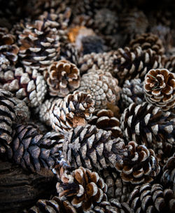 Full frame shot of pine cones