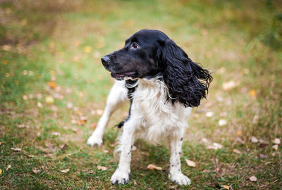 Russian spaniel portrait of a dog