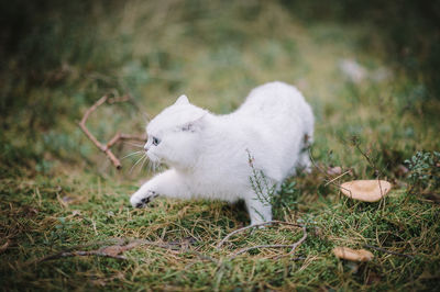 View of a cat on field