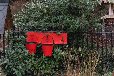 Red ivy growing on tree