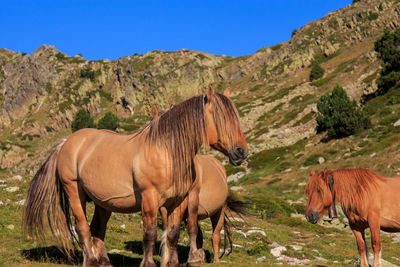 Brown horse with long hair on the mountain. animals concept