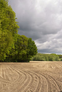 Trees growing on field against sky