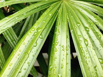 Full frame shot of raindrops on leaf